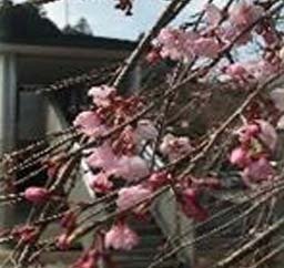 私達の生活が大きく変化しました。の写真(高知県佐川町)